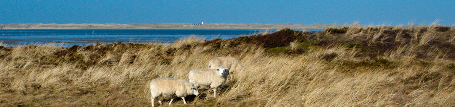 Kapitel 5. Ausflug nach Sylt.